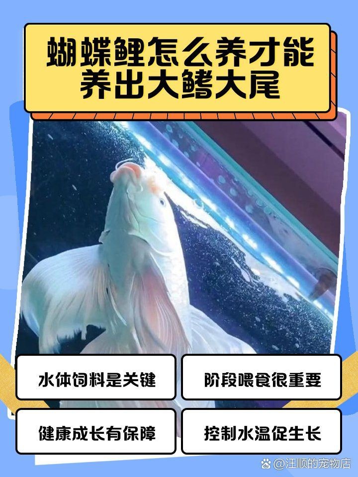 蝴蝶鯉發(fā)尾的征兆