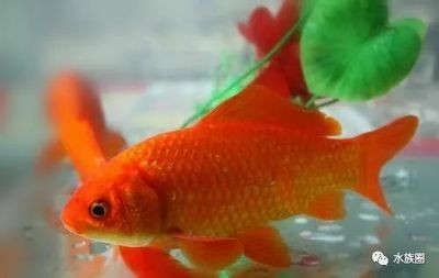 常見的觀賞魚都有哪些品種的名字：常見的觀賞魚品種