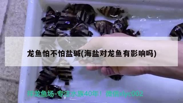 金龍魚和銀龍魚打架怎么辦(金龍魚和銀龍可以混養(yǎng)嗎) 銀龍魚百科 第1張 金龍魚和銀龍魚打架怎么辦(金龍魚和銀龍可以混養(yǎng)嗎) 金龍魚和銀龍魚打架怎么辦(金龍魚和銀龍可以混養(yǎng)嗎) 銀龍魚百科 第1張