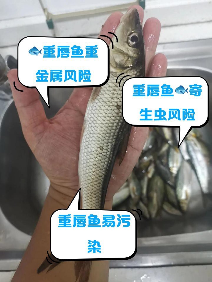 大嘴魚為何要少吃