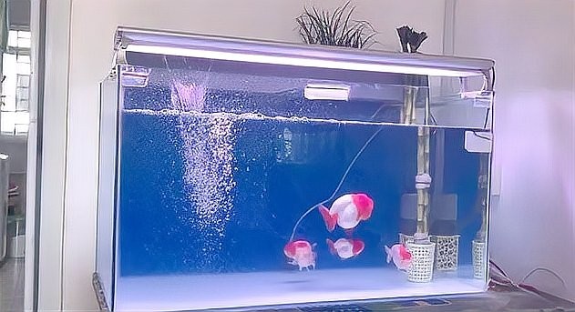 如何選擇適合魚缸的水泵？