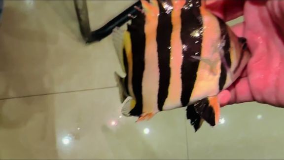 B站上有哪些紅龍魚視頻資源？