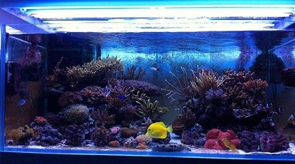銀龍魚養一年能長多大（銀龍魚養一年能長多大貼吧）