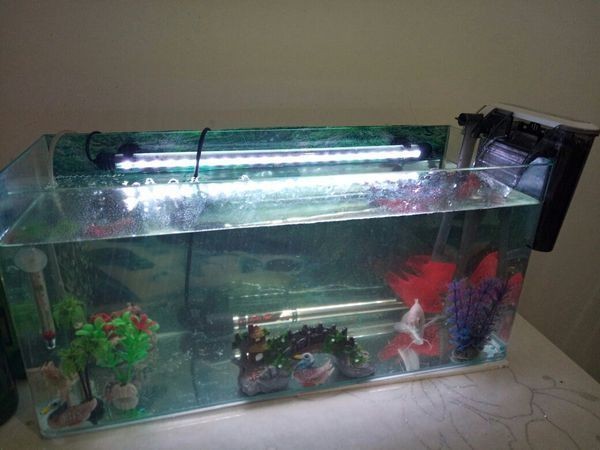 魚缸不用換水嗎（魚缸是否需要定期換水）