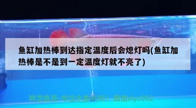 龍魚價格排名前十（金龍魚貴還是銀龍魚還是紅龍魚）