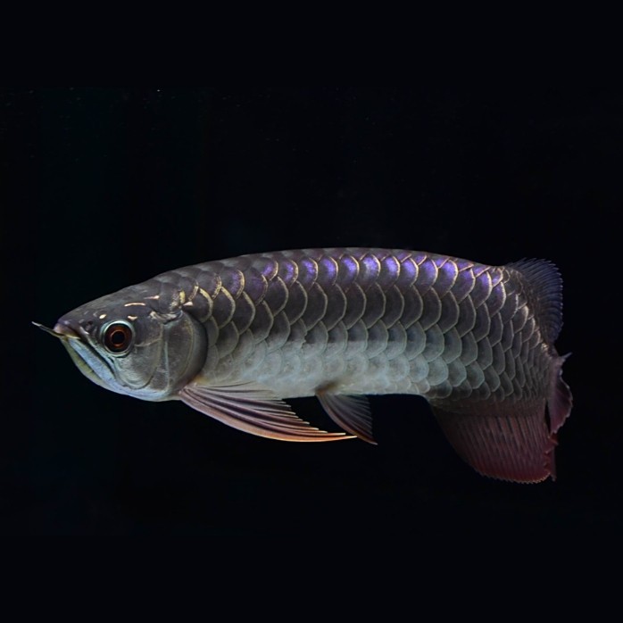 龍魚比賽有哪些常見品種