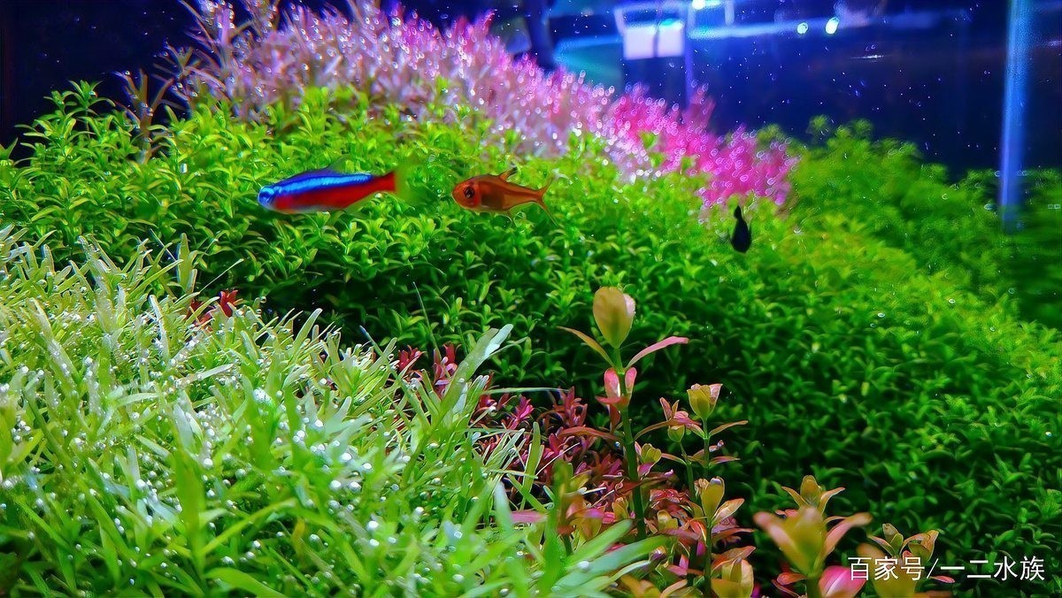 如何學習60草缸造景技巧？