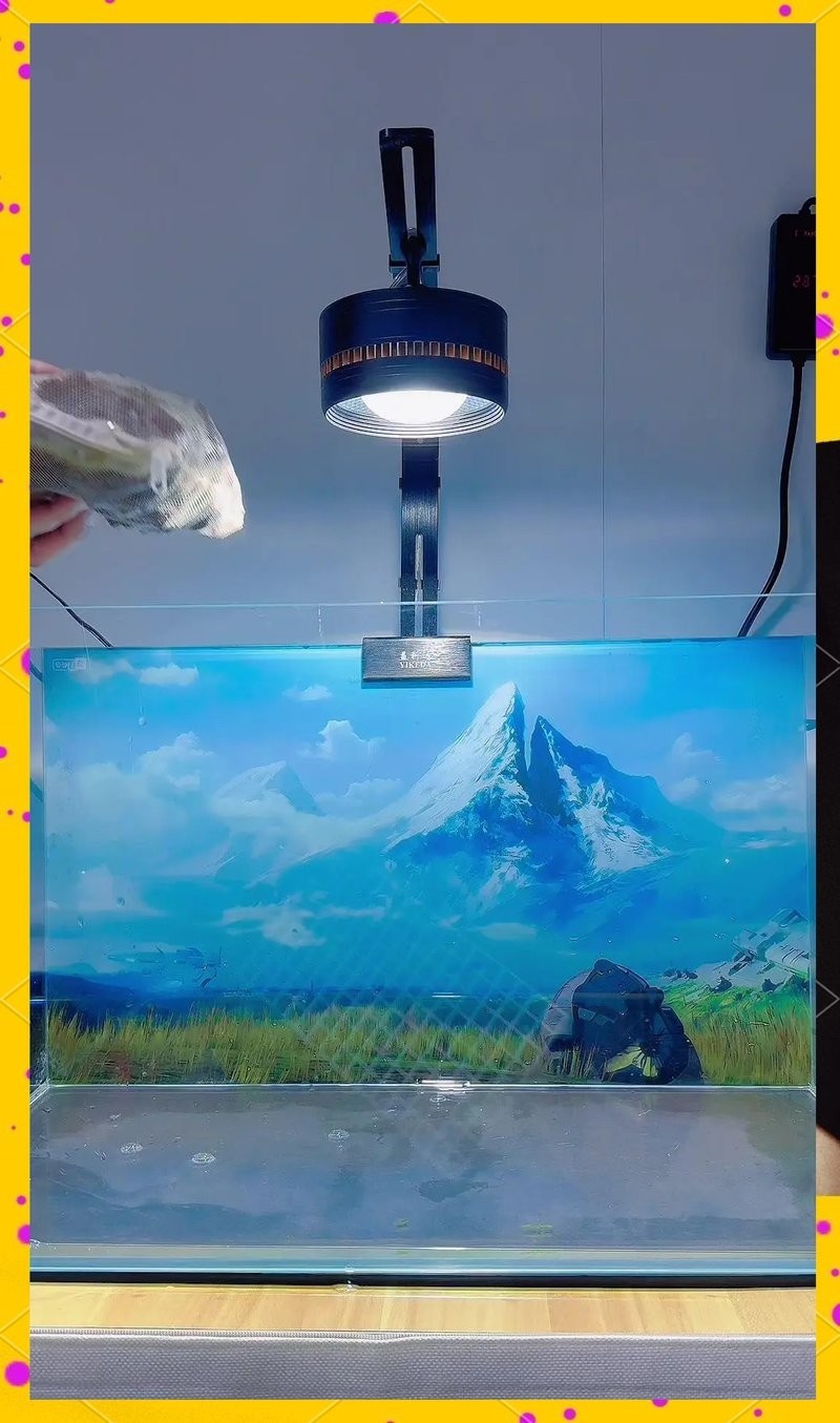 如何學習60草缸造景技巧？