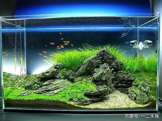 如何學習60草缸造景技巧？