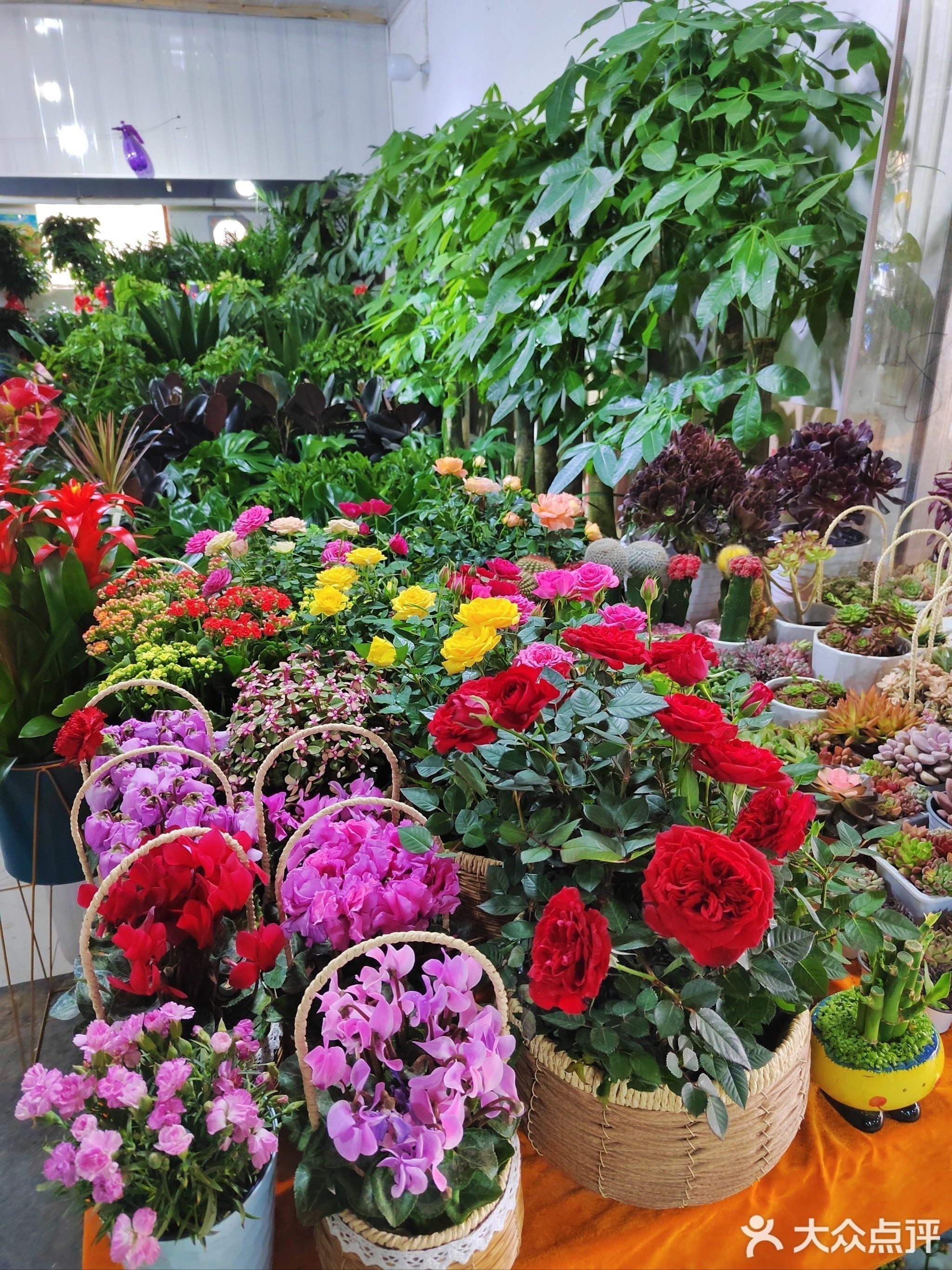 西安有哪些專業(yè)的水族市場(chǎng)？