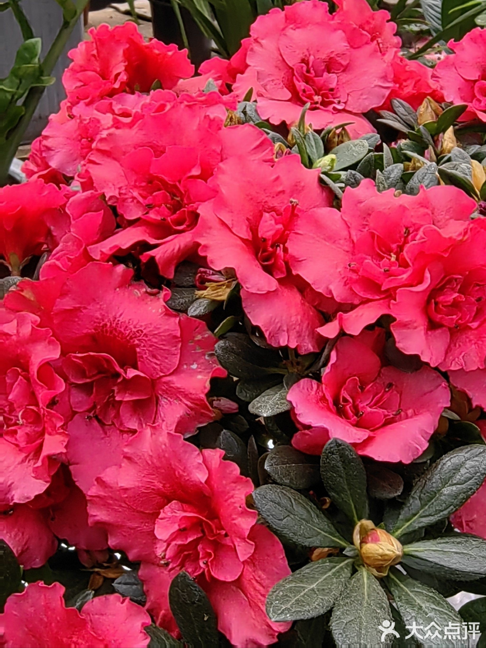 西安有哪些專業(yè)的水族市場(chǎng)？