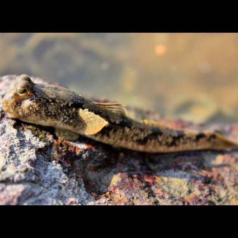 彈涂魚屬于兩棲動物嗎