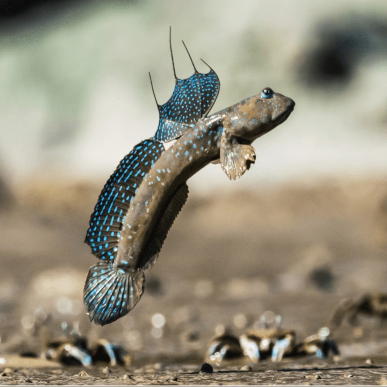 彈涂魚屬于兩棲動物嗎