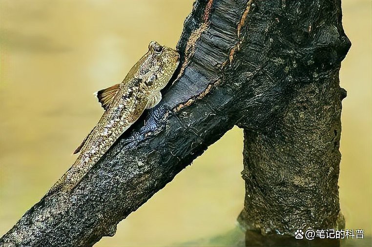 彈涂魚屬于兩棲動物嗎