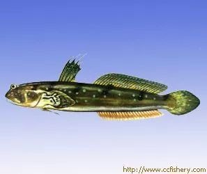 彈涂魚屬于兩棲動物嗎