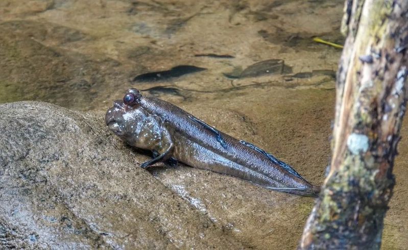 彈涂魚屬于兩棲動物嗎