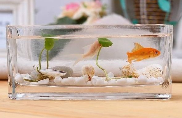 花盆制作魚缸（如何將花盆改造成魚缸）