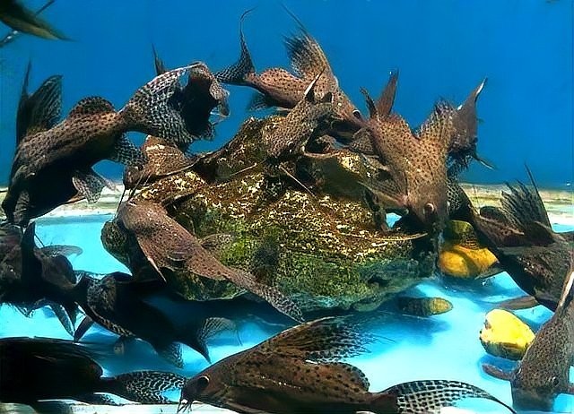 如何前往徐州水族展覽館？