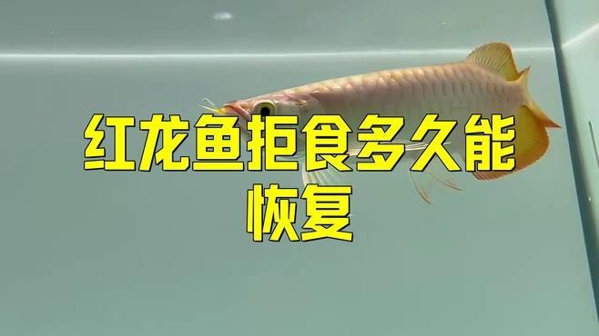 紅龍魚拒食多久需要強制喂食？