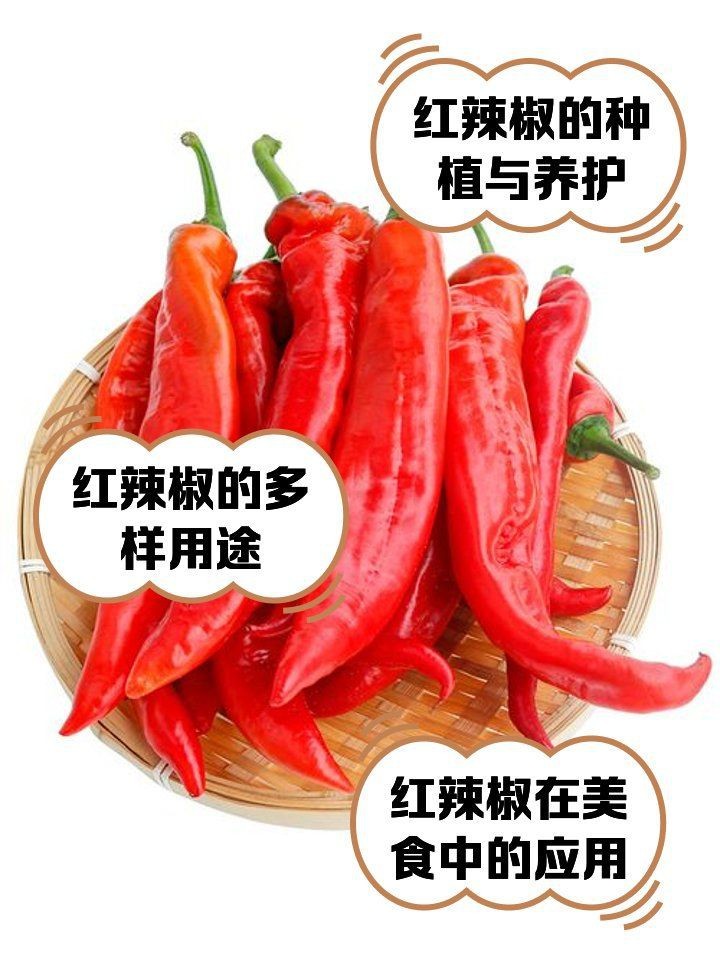 紅辣椒3