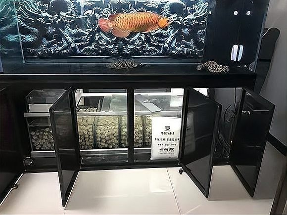 龍魚缸濾材多長時(shí)間更換一次好