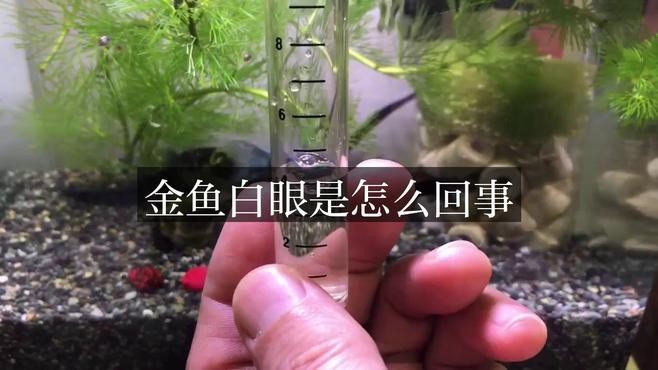 魚兒眼睛上有白膜怎么辦