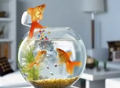 龍魚混養有哪些注意事項？，避免與龍魚混養的魚類