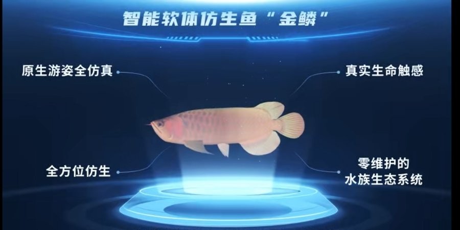 中國新培育的觀賞魚新品種