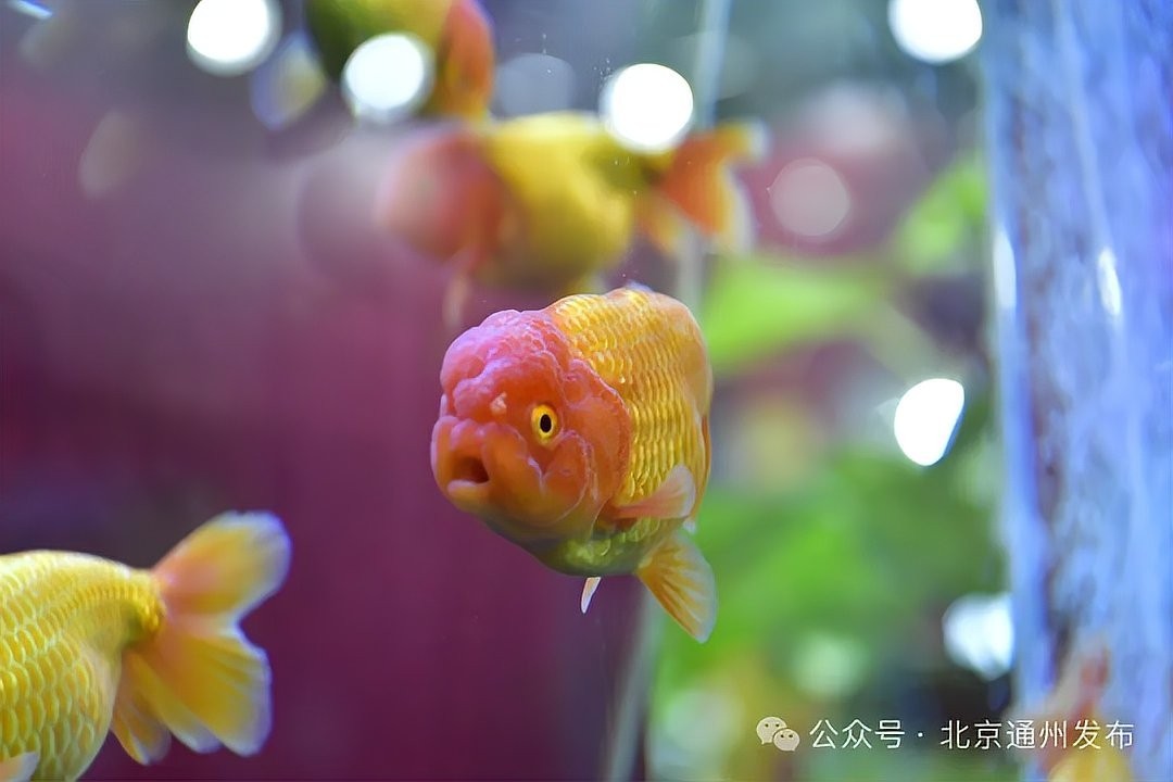 中國新培育的觀賞魚新品種