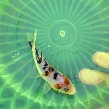 廣州還有哪些金魚(yú)批發(fā)市場(chǎng)