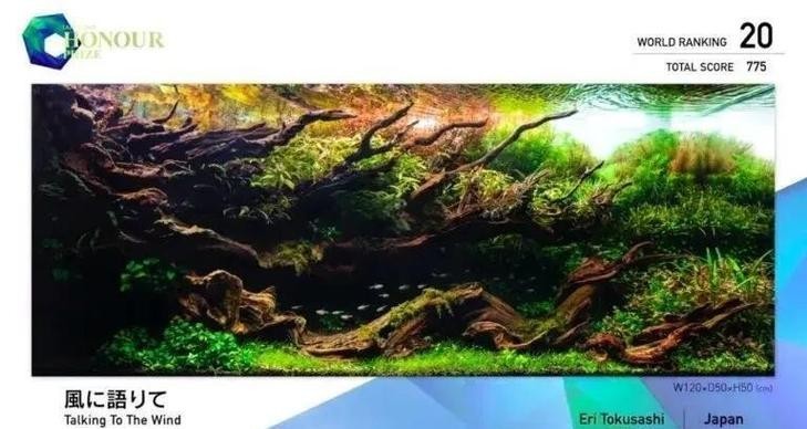 水草造景獲獎作品圖片