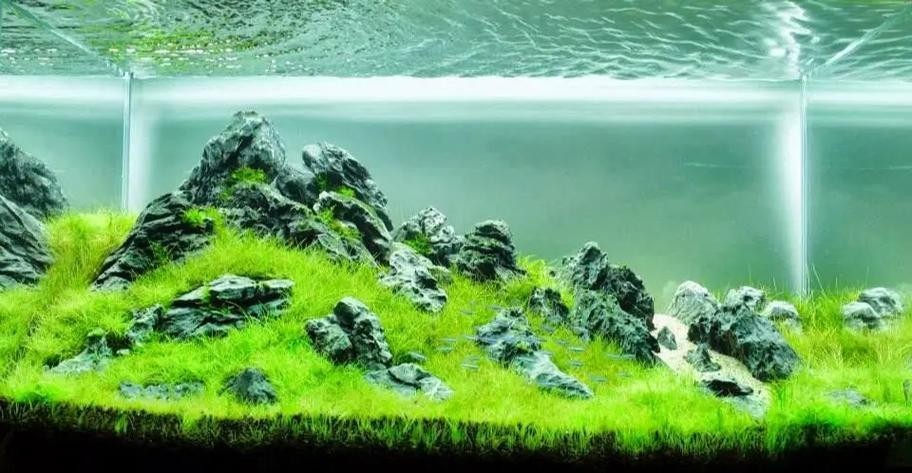 水草造景獲獎作品圖片