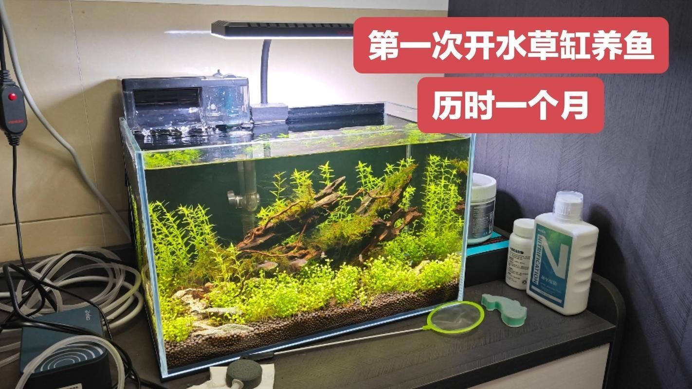 水草造景獲獎作品圖片