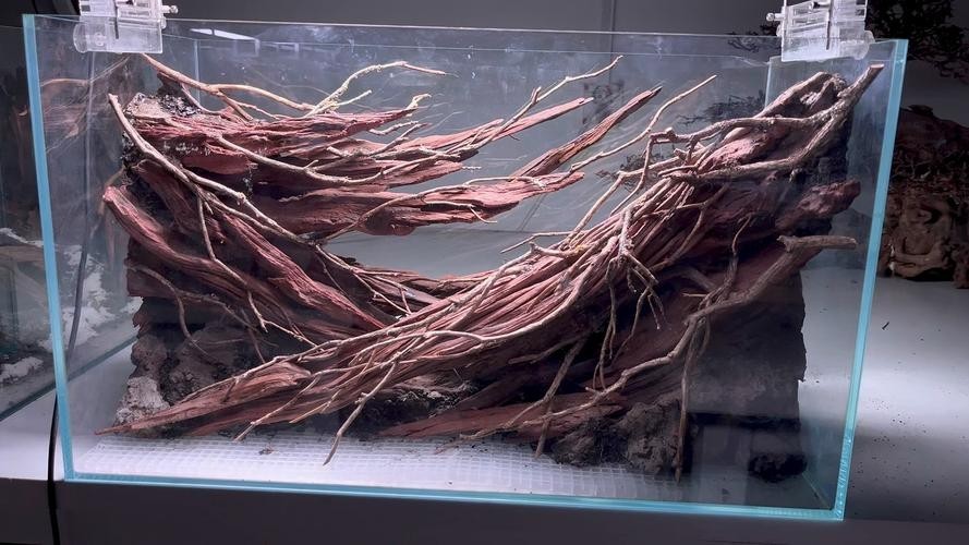 水草造景獲獎作品圖片