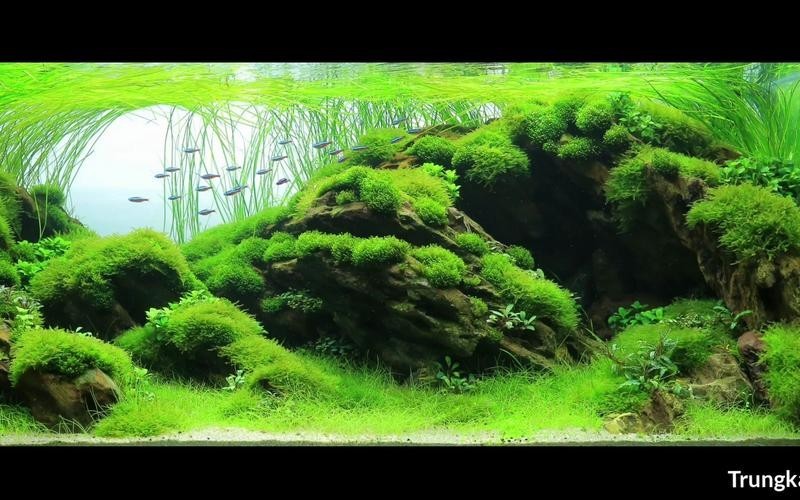 水草造景獲獎作品圖片