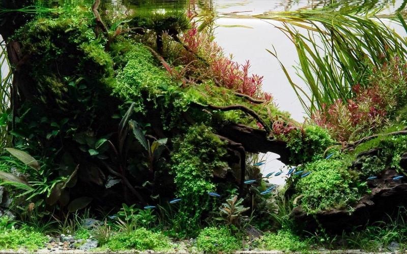 水草造景獲獎作品圖片