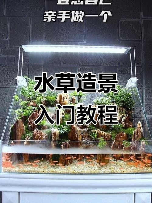 水草造景獲獎作品圖片