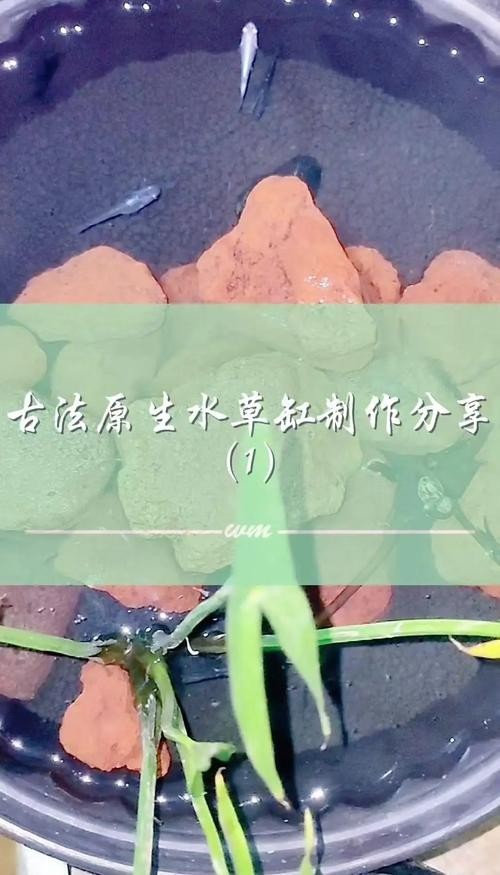 水草造景獲獎作品圖片