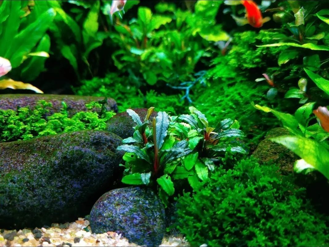 水草造景獲獎作品圖片