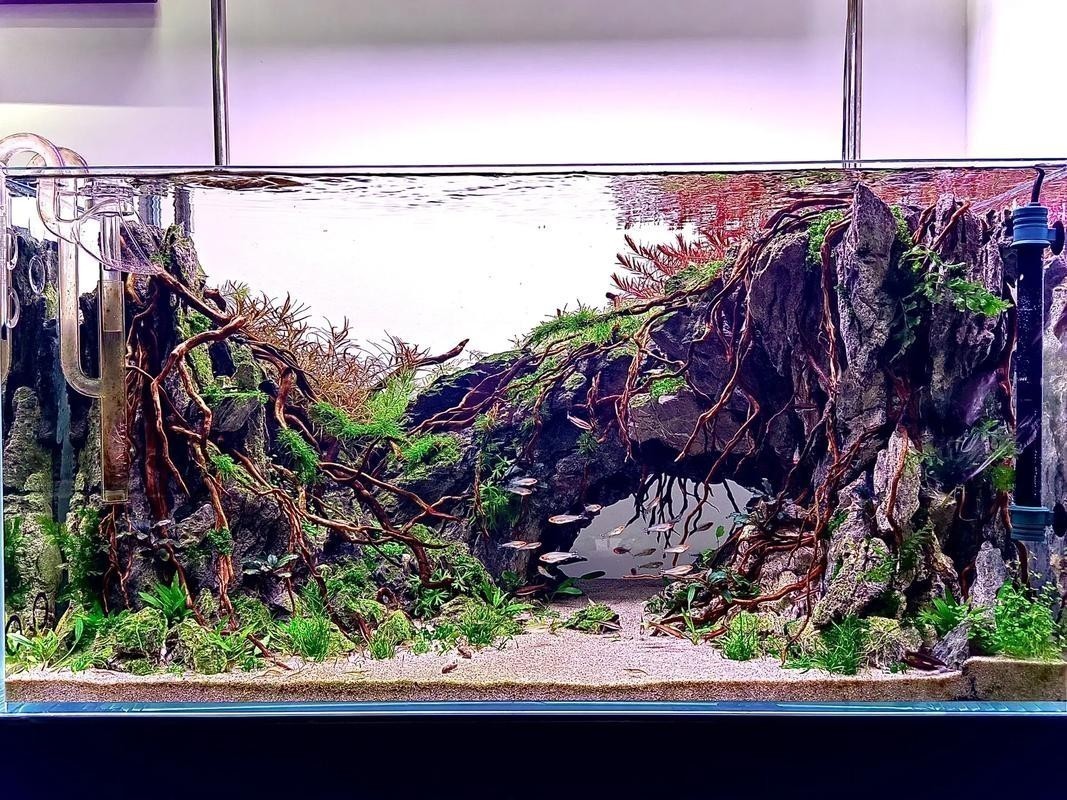 水草造景獲獎作品圖片