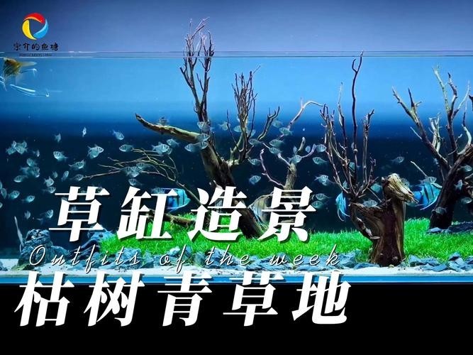 水草造景獲獎作品圖片