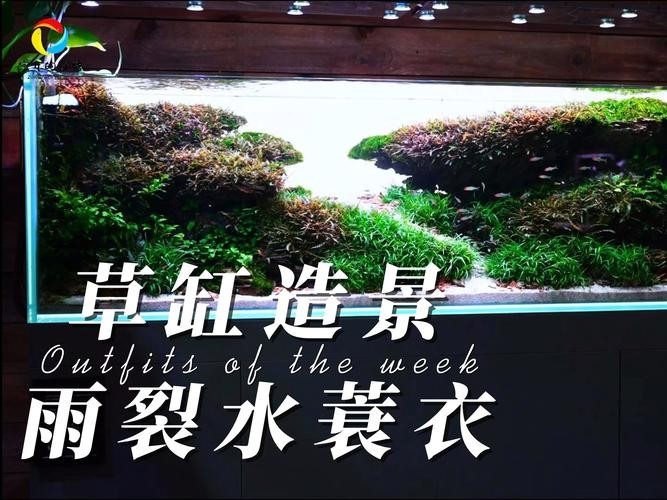 水草造景獲獎作品圖片