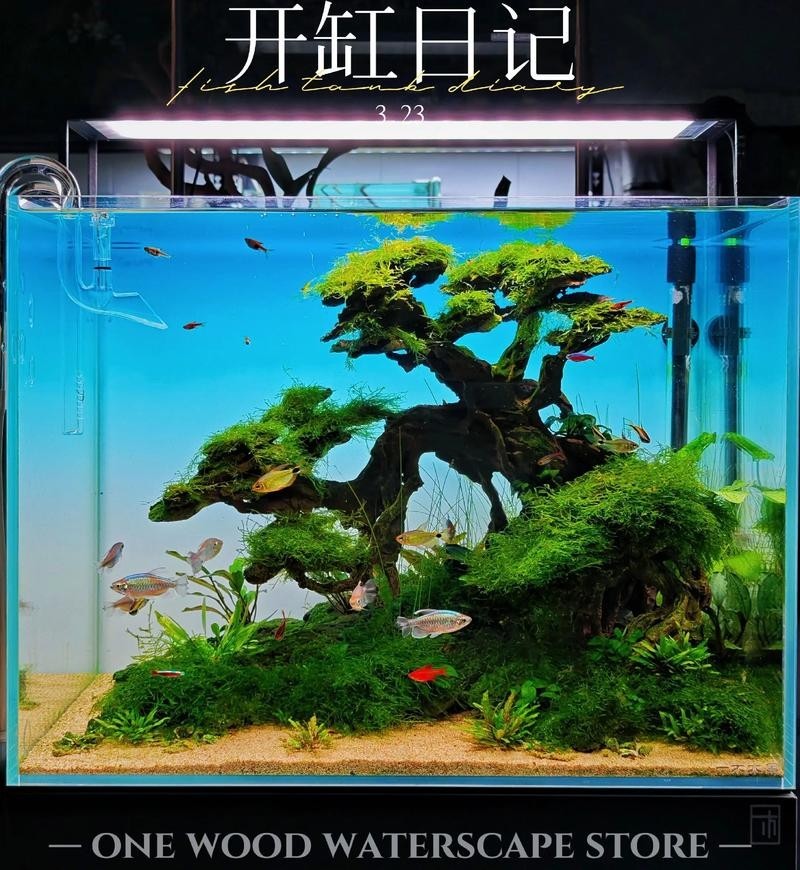 水草造景獲獎作品圖片
