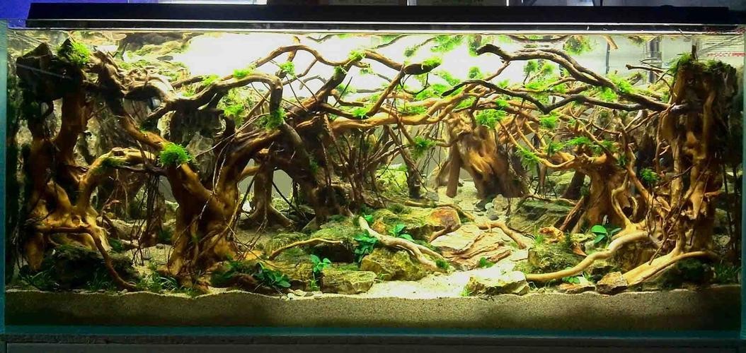 水草造景獲獎作品圖片