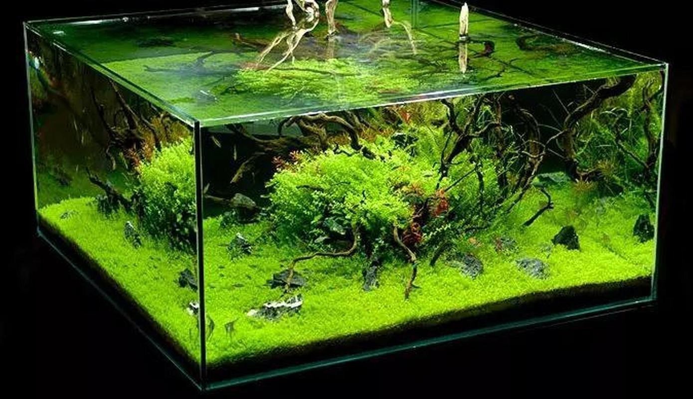 水草造景獲獎作品圖片
