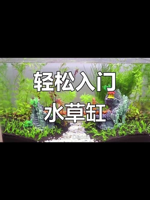 水草造景獲獎作品圖片