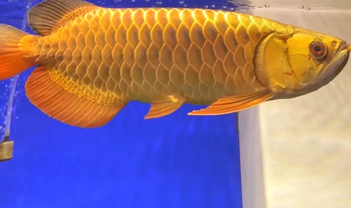 賽級金龍魚的價格是多少？