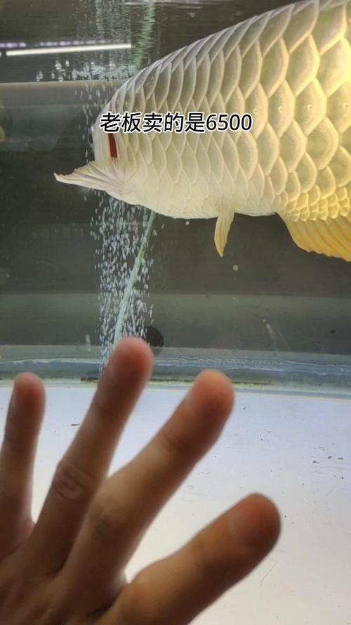 賽級金龍魚的價格是多少？