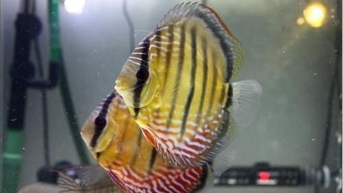 夸夸魚缸里的魚好看：夸獎(jiǎng)魚缸里魚好看的句子