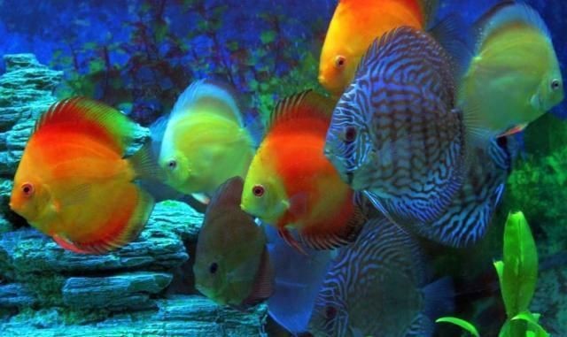 夸夸魚缸里的魚好看：夸獎(jiǎng)魚缸里魚好看的句子